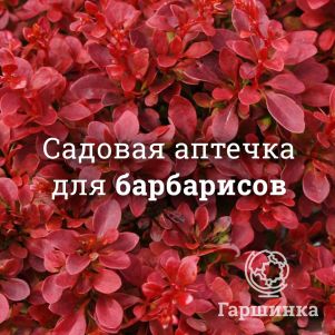 Аптечка для барбарисов