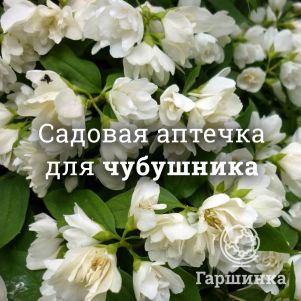 Аптечка для чубушников