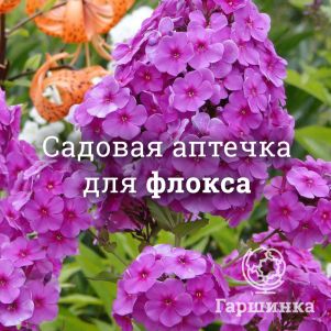 Аптечка для флоксов