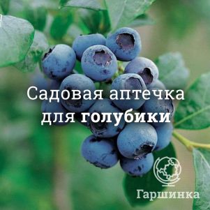 Аптечка для голубики