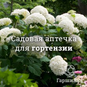 Аптечка для гортензий