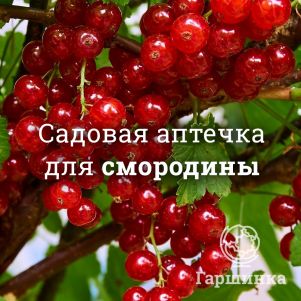 Аптечка для смородины