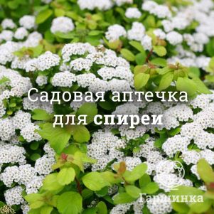 Аптечка для спирей