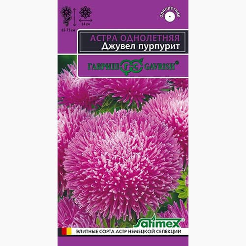 Астра игольчато-коготковая Джувел Пурпурит Гавриш