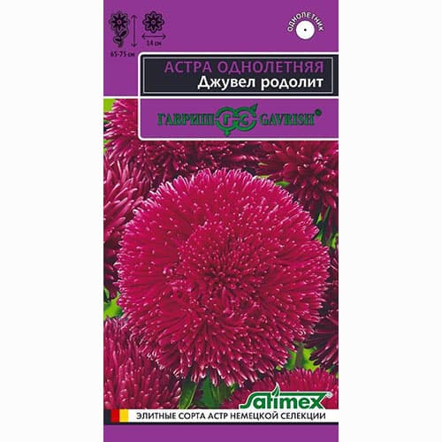 Астра игольчато-коготковая Джувел Родолит Гавриш