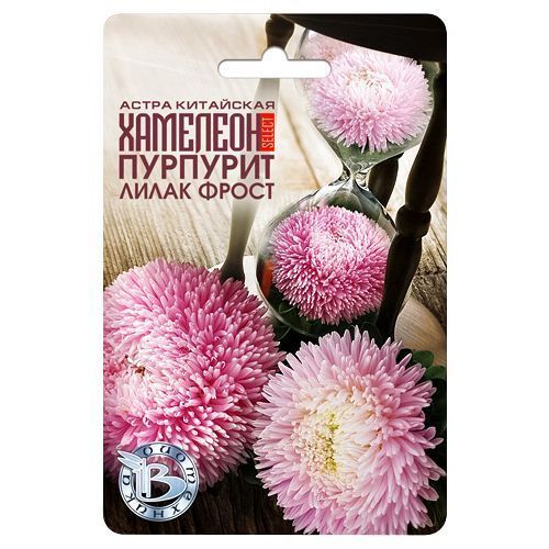 Астра китайская Хамелеон Селект Пурпурит Лилак Фрост Биотехника