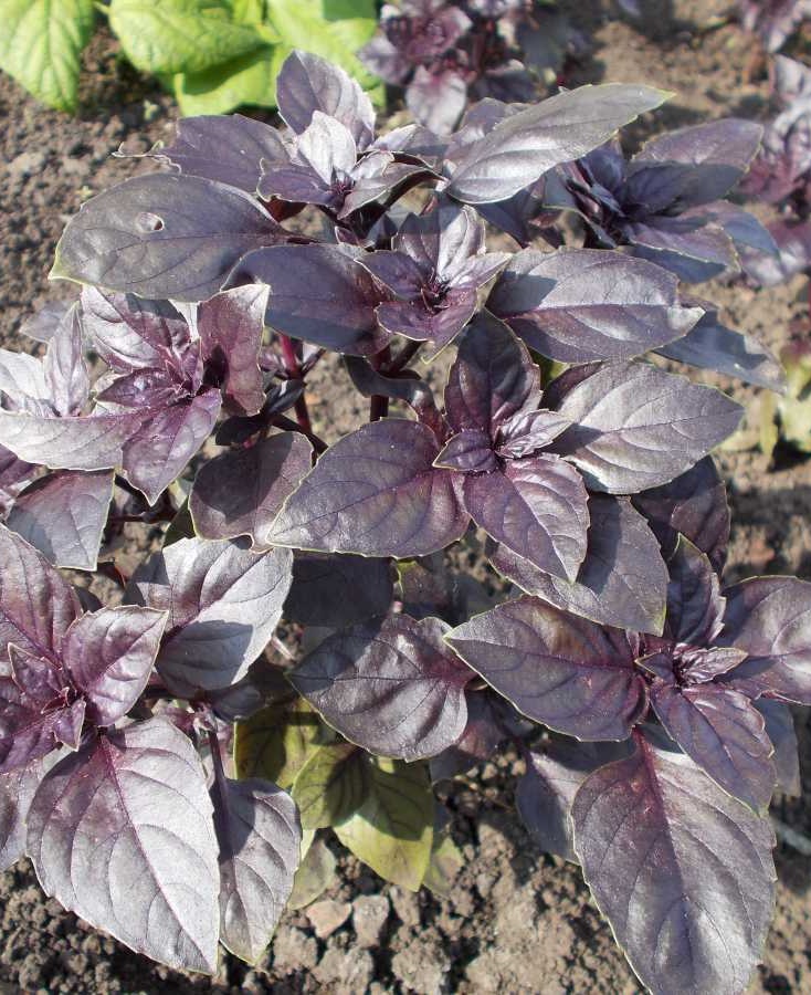 Райхон базилик. Базилик ароматный. Базилик "зеленый". Базилик п. Базилик грин лардж.