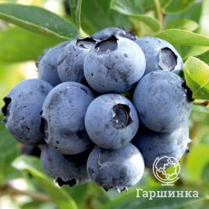 Голубика Дюк