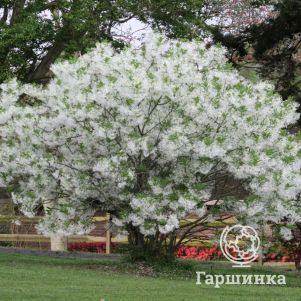 Хионантус виргинский (Снежноцвет)