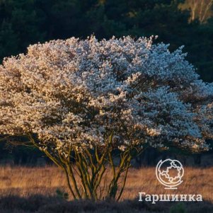 Ирга канадская