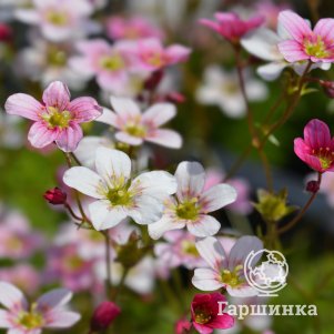 Камнеломка Альпина Эрли Мэджик Салмон