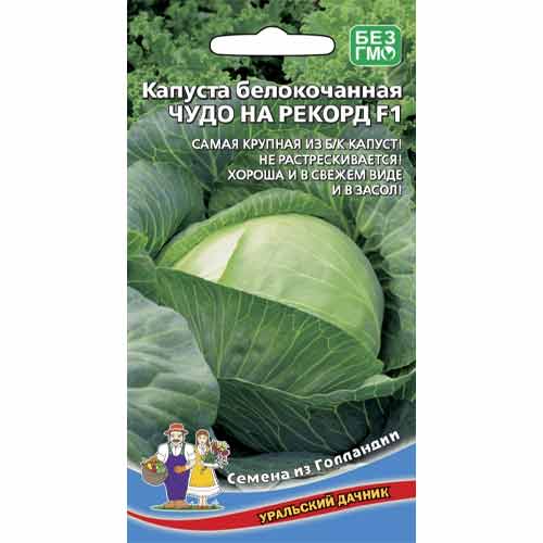 Капуста белокочанная Чудо на рекорд F1 Уральский дачник