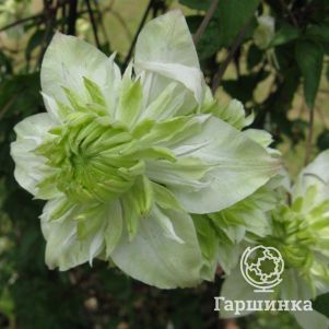 Клематис Альба Пленa (1)