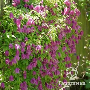 Клематис Альпина Руби (1)