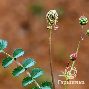 Кровохлебка малая