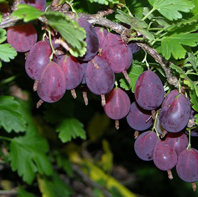 Крыжовник Черносливовый (среднеранний, слабошипный сорт)