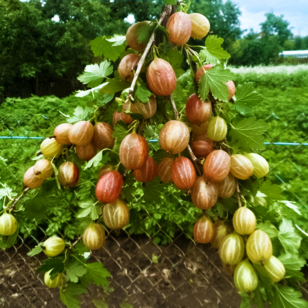 Крыжовник канадский мягкошипный Пакс