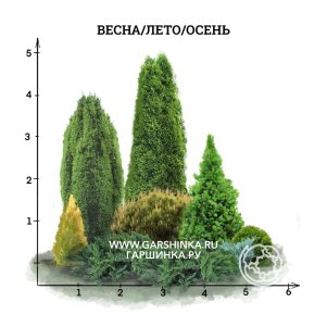 Миксбордер из хвойных для 3-4 зоны зимостойкости