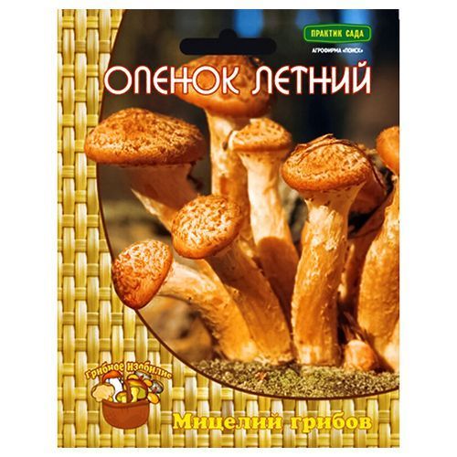 Опенок летний Поиск