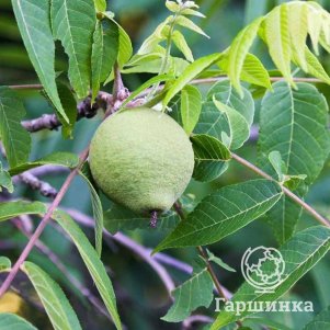 Орех грецкий Заря Востока