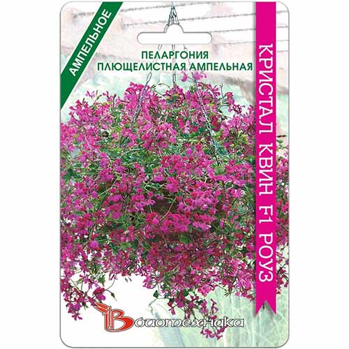 Пеларгония плющелистная ампельная Кристал Квин Роуз F1 Биотехника