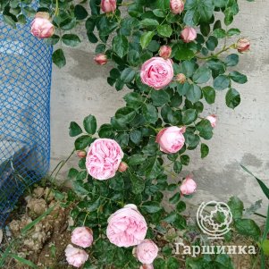 Роза Альков плетистая, Imperial Rose