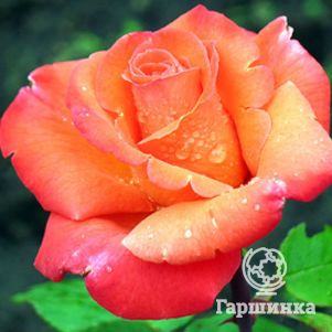 Роза Амбассадор чайно-гибридная, Imperial Rose