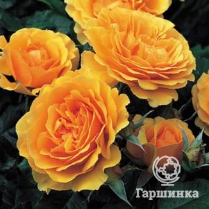 Роза Амбер Куин флорибунда, Imperial Rose