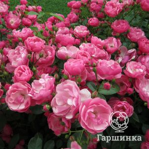 Роза Анжела кустарниковая, Imperial Rose