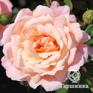 Роза Биатрис миниатюрная, Imperial Rose