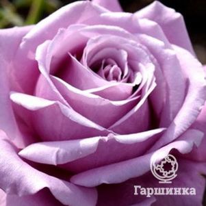 Роза Блу Эссенс чайно-гибридная, Imperial Rose