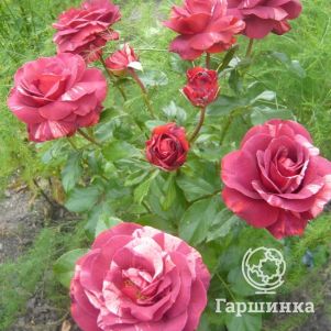 Роза Брауни плетистая, Imperial Rose