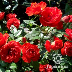 Роза Бриллиант Мейландина миниатюрная, Imperial Rose