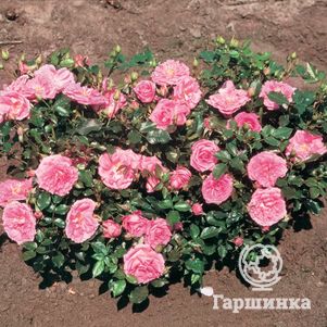 Роза Бубиколф миниатюрная, Imperial Rose