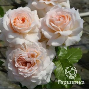 Роза Чандоз Бьюти чайно-гибридная, Imperial Rose