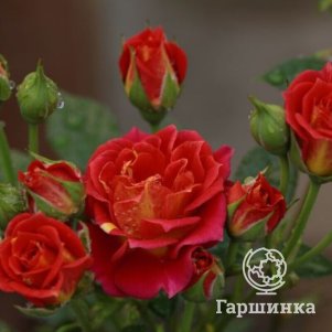 Роза Чили Клементина флорибунда