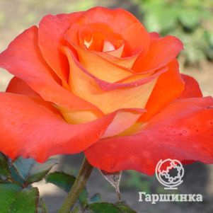 Роза Дамсел чайно-гибридная, Imperial Rose