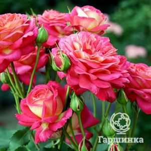 Роза Даск флорибунда, Imperial Rose