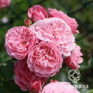 Роза Денс флорибунда, Imperial Rose