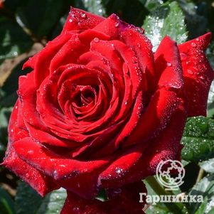 Роза Дитер Ведель чайно-гибридная, Imperial Rose