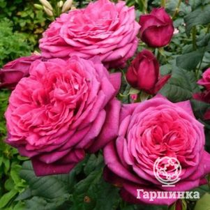 Роза Дивайн чайно-гибридная, Imperial Rose