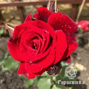 Роза Дон Жуан плетистая, Imperial Rose