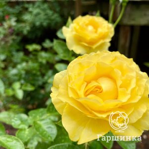 Роза Дорис Дэй флорибунда, Imperial Rose