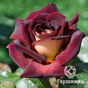 Роза Эдди Митчел чайно-гибридная, Imperial Rose