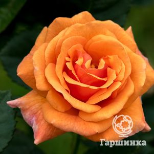 Роза Эрз флорибунда, Imperial Rose