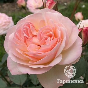 Роза Фондант флорибунда, Imperial Rose