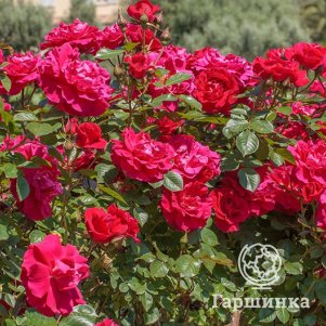 Роза Гримпант Кассандр плетистая, Imperial Rose