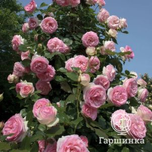 Роза Гримпант Пьер де Ронсар плетистая, Imperial Rose