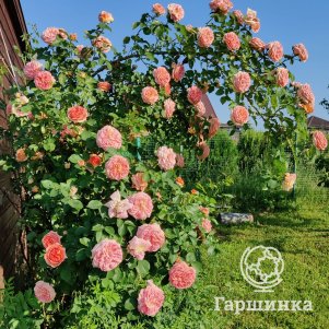 Роза Хендель плетистая, Imperial Rose