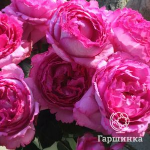 Роза Ив Пьяже чайно-гибридная, Imperial Rose